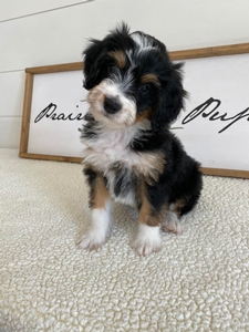 F1 Mini Bernedoodle Skye & Tate